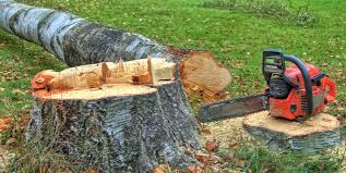 Winsted, MN Tree Services Company