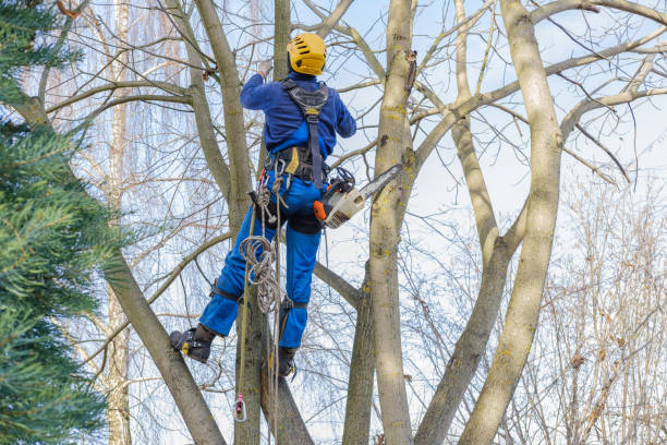 Lawn Pest Prevention in Winsted, MN